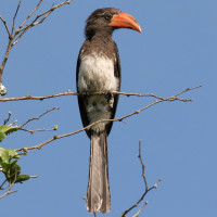 Crowned Hornbill